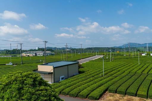 静岡県金谷市　牧之原大茶園　茶畑 日本,静岡県,島田市の写真素材