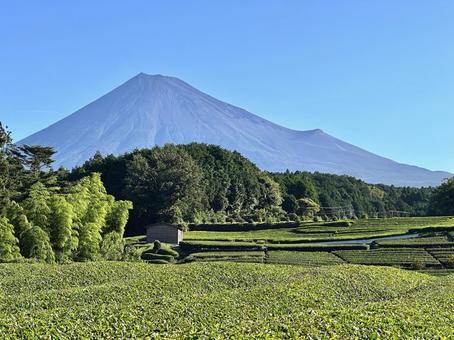 真夏の茶畑と富士山 真夏の茶畑と富士山 富士山,茶畑,お茶の写真素材