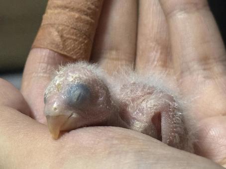 コザクラインコの雛 コザクラインコの雛の写真