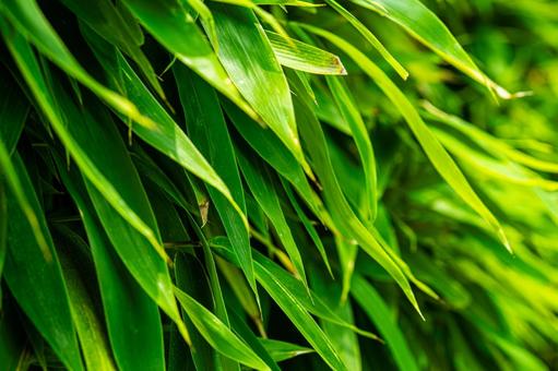 Photo, bamboo grass, bamboo wall, bamboo leaf, 