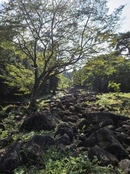 巨石と大樹が織りなす鍋倉渓の景観 巨石と大樹が織りなす鍋倉渓の景観 鍋倉渓,巨石,大樹の写真素材