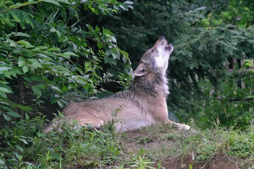 遠吠えするタイリクオオカミ① 遠吠えするタイリクオオカミ① タイリクオオカミ,オオカミ,動物の写真素材
