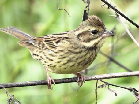 枯れ枝につかまるアオジの写真