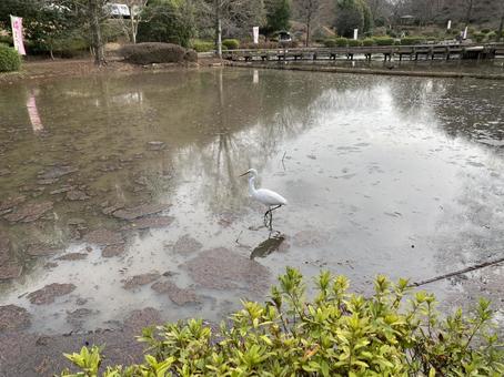 Photo, heron, marsh, park, 