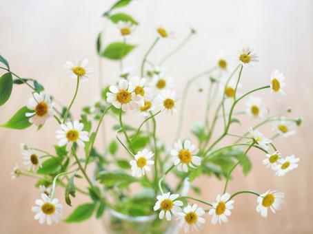 Cute white Matricaria flower, JPG