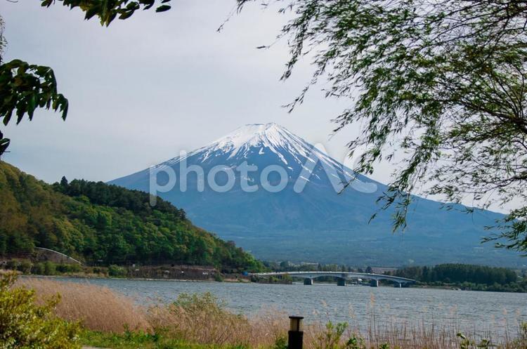 河口湖と富士山の眺め 富士山,河口湖,山の写真素材