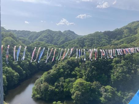 こいのぼり こいのぼり こいのぼり,吊り橋,竜神大橋の写真素材