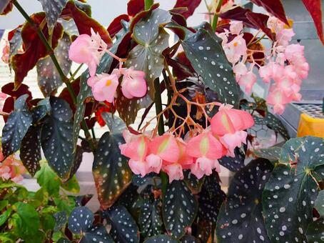 ベゴニア ベゴニア,ピンク色,花の写真素材