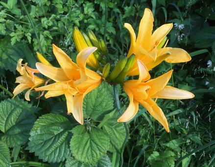 佐渡のカンゾウ トビシマカンゾウ,カンゾウ,黄色の写真素材