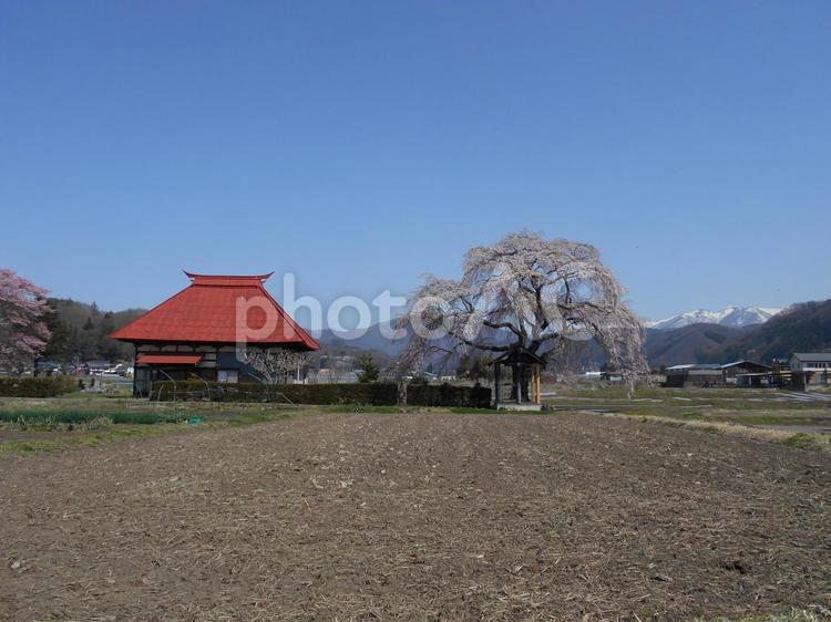 群馬県沼田市にある天照寺のシダレザクラ 春,空,山並みの写真素材