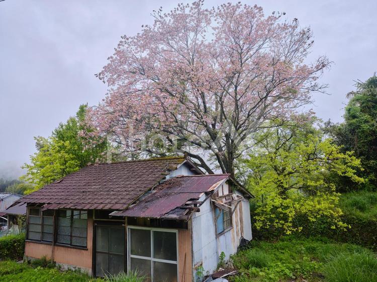 里山の桜 里山の桜,さくら,桜の写真素材