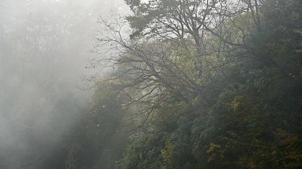 霧の中 霧,濃霧,自然の写真素材