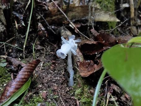 Silver bellflower, JPG