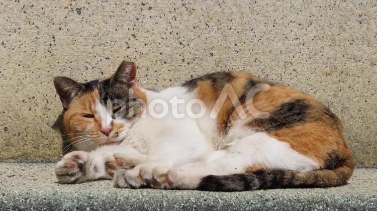 寝起きに肉球アピールするあざとい三毛猫 三毛猫,猫,肉球の写真素材