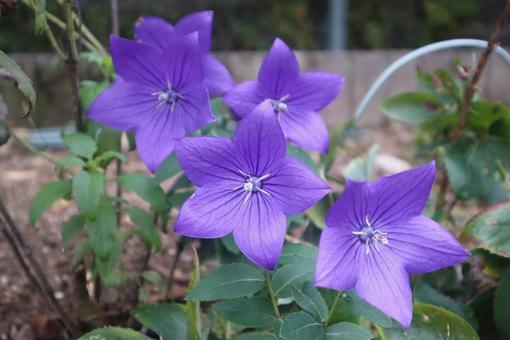 オカトトキ オカトトキ 桔梗,花,flowerの写真素材