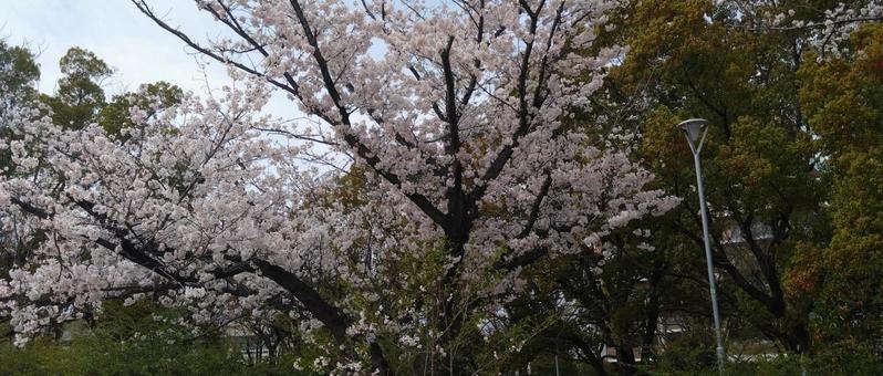 花 花の写真
