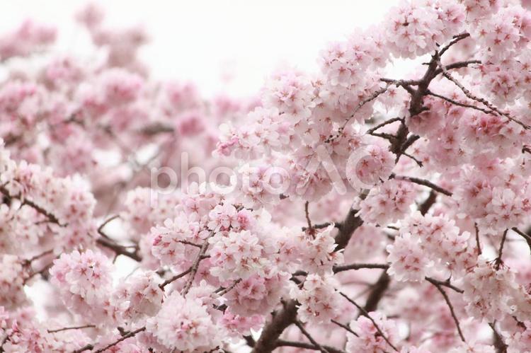 枝垂れ桜 枝垂れ桜,新生活,さくらの写真素材