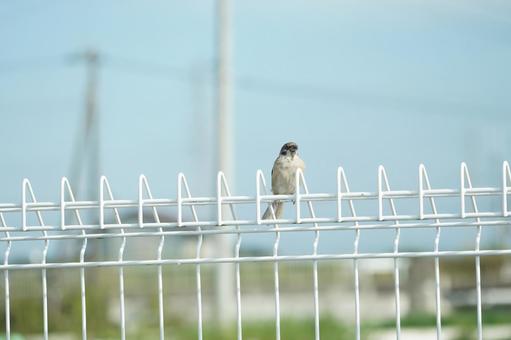 スズメチュンポーズを決める スズメ,雀,すずめの写真素材