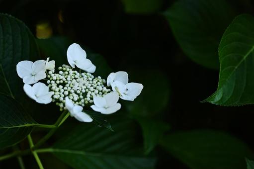 満開の紫陽花 満開の紫陽花の写真