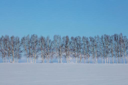 純白が際立つ冬のシラカバ 白樺林,林,雪原の写真素材