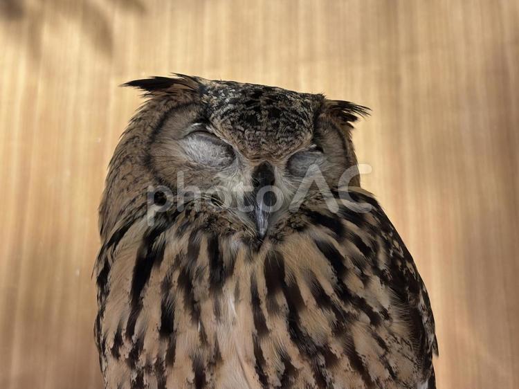 ふくろう 目力,フクロウ,鳥の写真素材