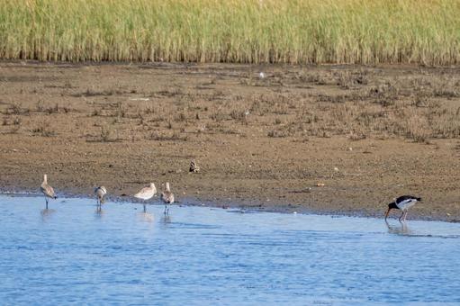 ミヤコドリとオオソリハシシギ⑷ ミヤコドリとオオソリハシシギ⑷の写真