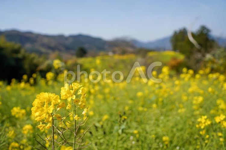 黄色の菜の花（愛媛県伊予市） 菜の花,四国,愛媛の写真素材