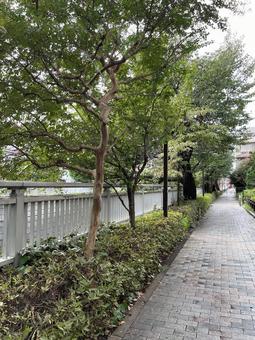 神田川9月:並木道のサルスベリ 縦 神田川9月:並木道のサルスベリ 縦 サルスベリ,花,生垣の写真素材