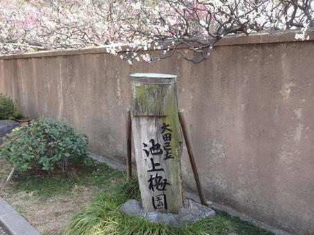 池上梅園の梅と看板 池上梅園の梅と看板 池上梅園,池上,梅園の写真素材