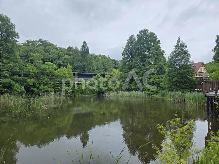 愛・地球博記念公園　新緑 緑,森,公園の写真素材