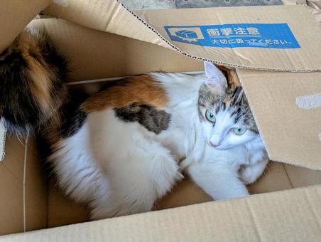 衝撃注意 大切に扱ってください。 衝撃注意 大切に扱ってください。 ねこ,ネコ,ペットの写真素材