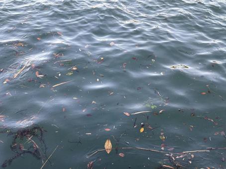 水面に漂う落ち葉 海,水面,落ち葉の写真素材