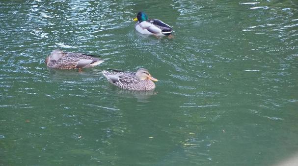 Mallard Waterfowl Pond Chikozan Park Children's Zoo Sayama City Saitama Prefecture Mallard Waterfowl Pond Chikozan Park Children's Zoo Sayama City Saitama Prefecture