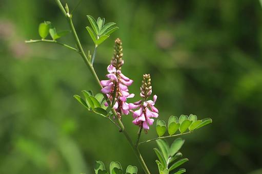 草花 コマツナギ 草花 コマツナギ コマツナギ,花,草花の写真素材