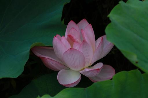 蓮 蓮 ハス,蓮,7月の写真素材