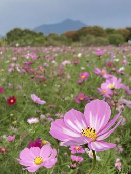 秋の午後に咲きほこるコスモスの花の写真