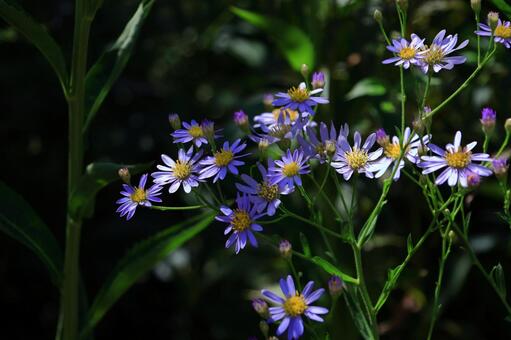 十五夜の時期に咲く薄紫の花 紫苑（シオン）,花,キク科の植物の写真素材