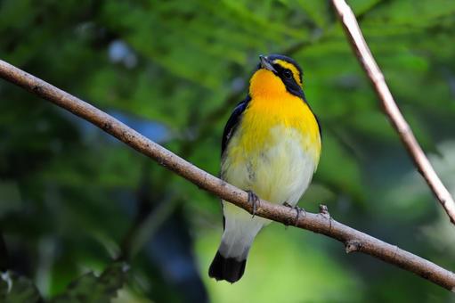 キビタキ キビタキ,野鳥,鳥の写真素材