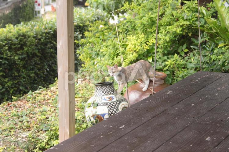 陶器の庭と猫 猫,庭,夏の写真素材