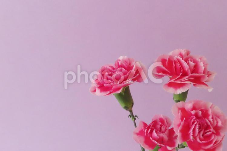 カーネーション　母の日メッセージカード 花,春,植物の写真素材