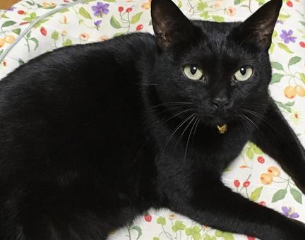 何か御用?とカメラ目線の黒猫 何か御用?とカメラ目線の黒猫 黒猫,猫,動物の写真素材