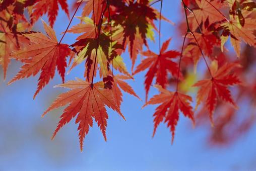 紅葉 紅葉 紅葉,背景,秋の写真素材