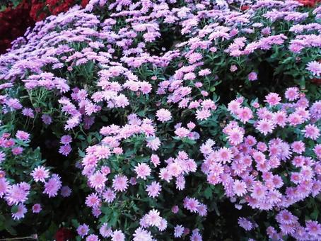 ピンクの菊の花 ピンクの菊の花の写真