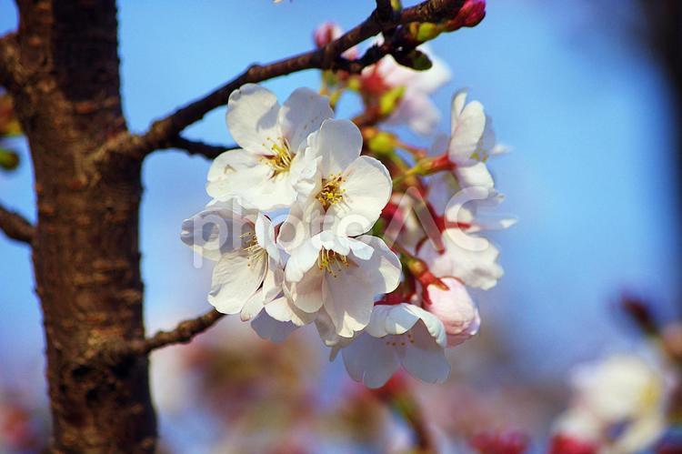 桜の季節 桜,サクラ,さくらの写真素材