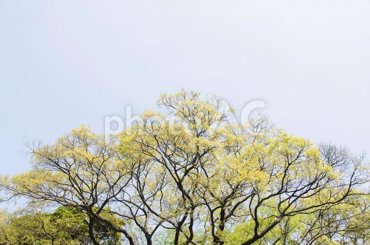 青空と樹木4 木,植物,日差しの写真素材
