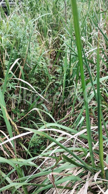 鹿やイノシシが通った草むらの獣道 獣道,けもの道,草むらの写真素材