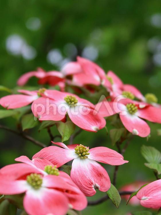ハナミズキ　花水木　赤い花 ハナミズキ,花水木,花の写真素材