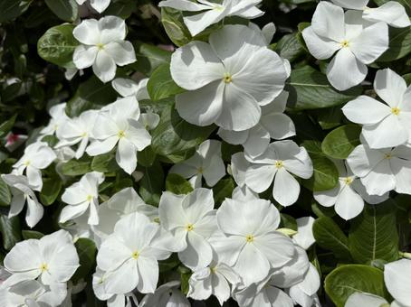 ニチニチソウの花。 ニチニチソウの花。の写真