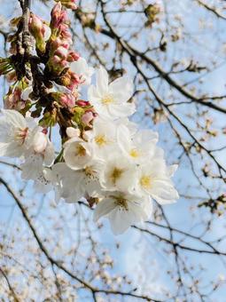 桜 桜の写真
