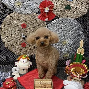トイプードルお正月飾り トイプードル,犬,子犬の写真素材